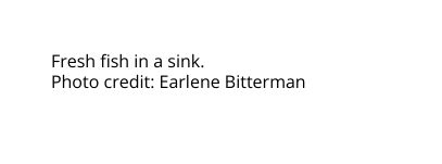 Fresh fish in a sink Photo credit Earlene Bitterman
